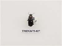 藏品(步行蟲(1))的圖片